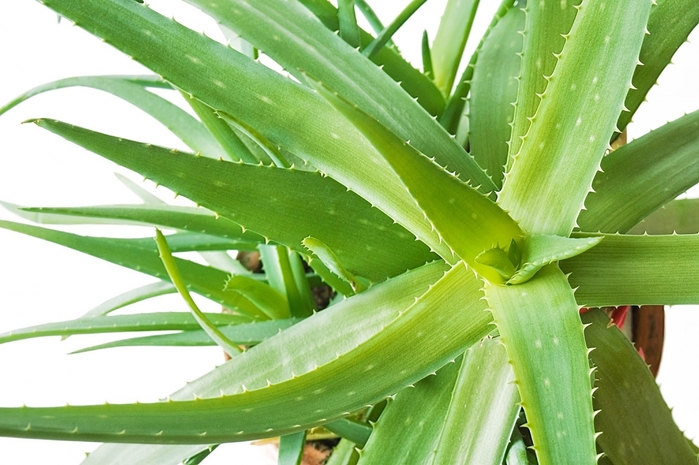 3937411_AloeVeraleaf1 (700x465, 245Kb)