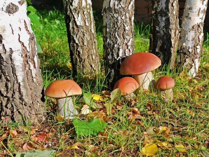 Почему белые грибы считаются лучшими