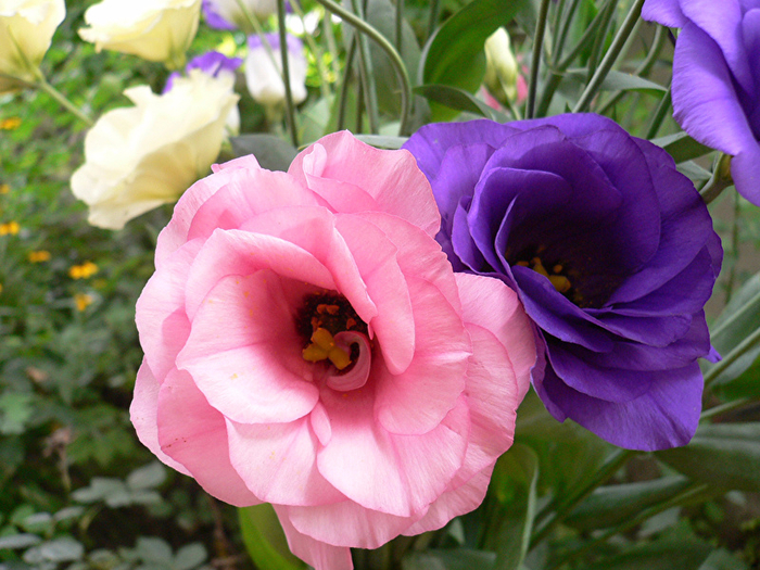 Eustoma_Closeup_466114_800x600 (700x525, 518Kb)