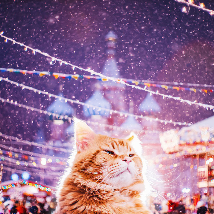 ryzhiy-kot-fotograf-Kristina-Makeeva_7 (700x700, 178Kb)