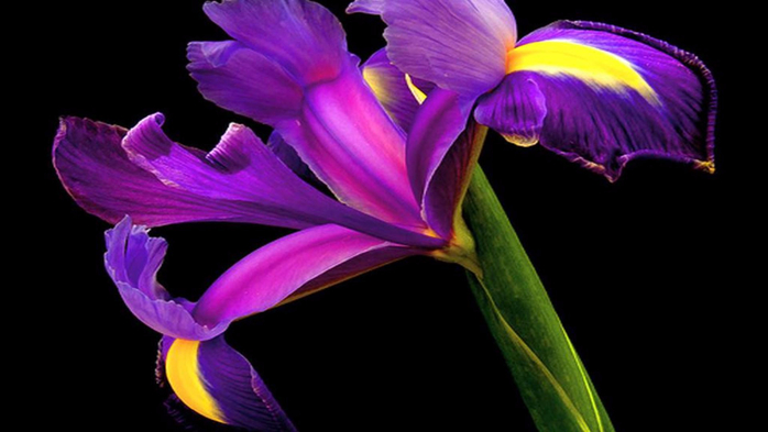 www.GetBg.net_Nature___Flowers_Iris_on_black_background_086128_ (700x393, 189Kb)