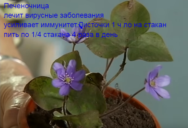 134898026_72d041cc1f (615x419, 325Kb)