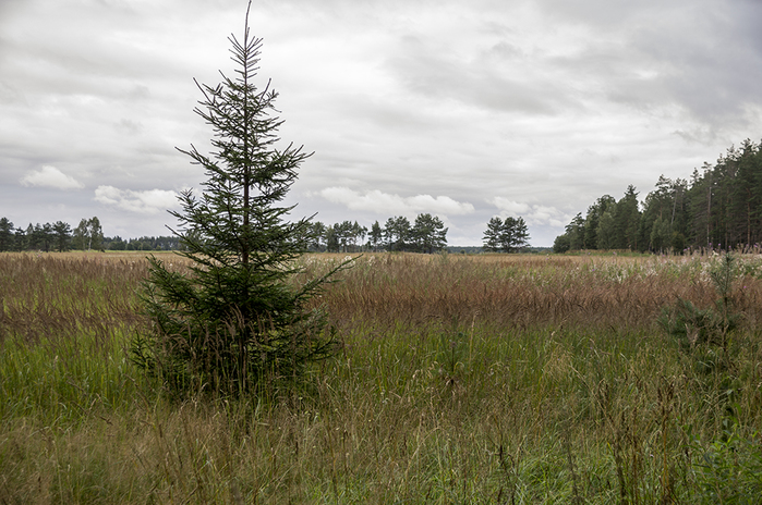 4213829__DSC8427 (700x464, 354Kb)