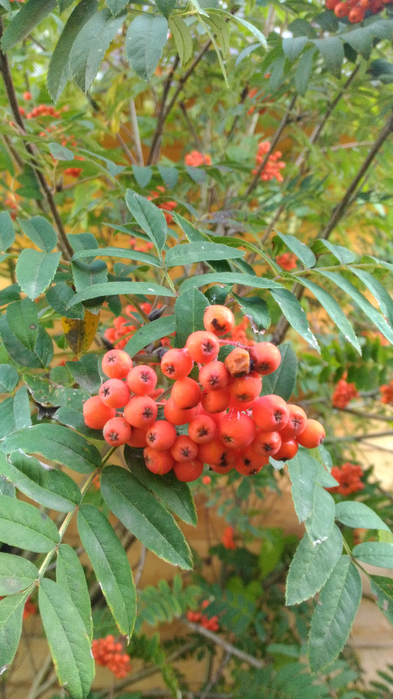 P_20170826_101215[1] (393x700, 385Kb)