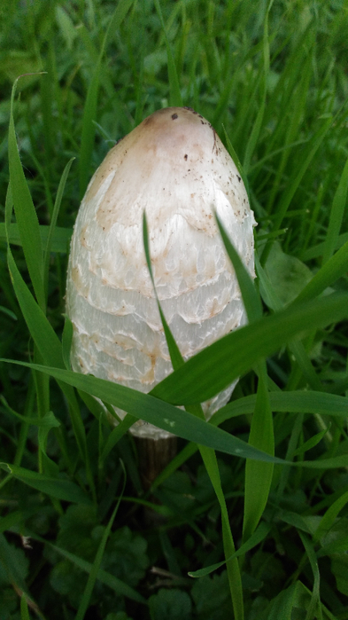 P_20170826_192352[1] (393x700, 300Kb)