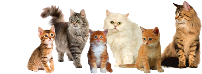 258624-animals-933 (700x257, 230Kb)