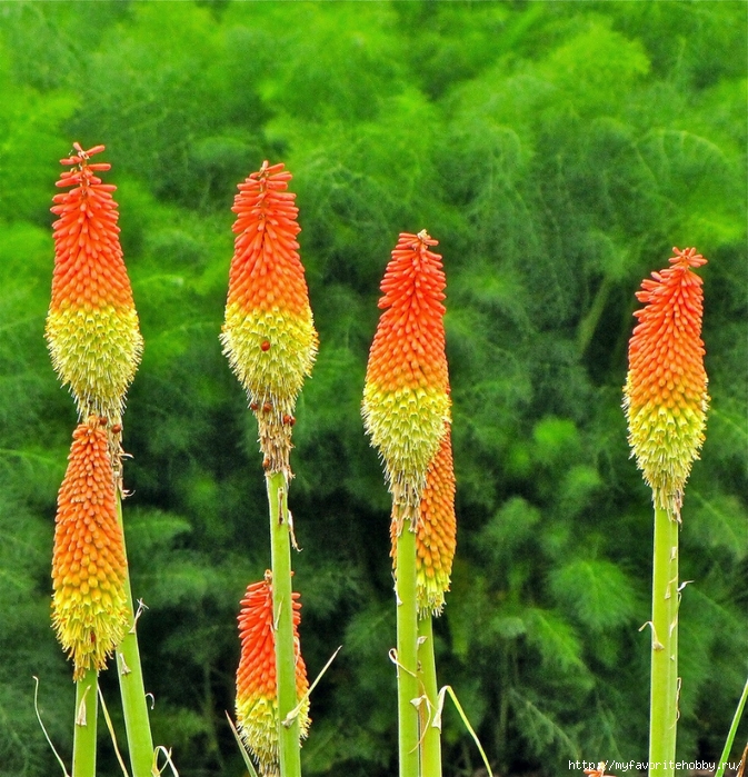 Kniphofia (673x700, 444Kb)