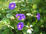  P6250010 (700x523, 619Kb)