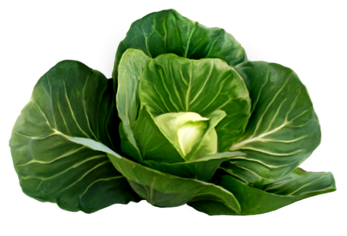 5177462_cabbage_PNG8802 (700x475, 337Kb)