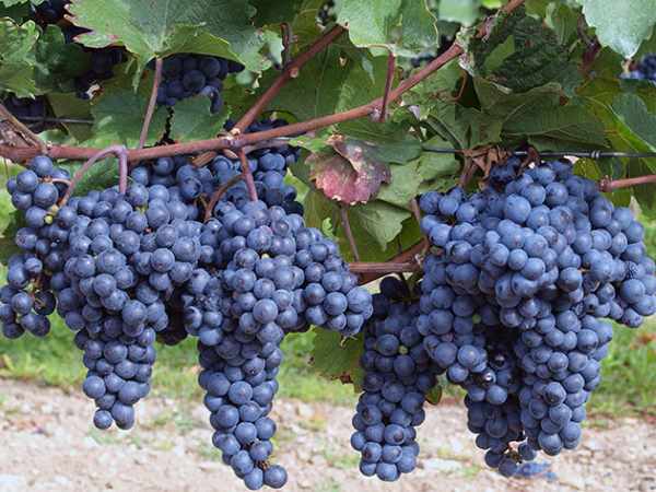    /4512595_obrezka_vinograda_dlja_nachinajushhih5_2_ (600x450, 41Kb)