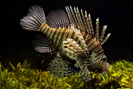 lionfish-711799_640 (448x299, 61Kb)