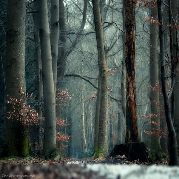 Oer-Wout10 (600x600, 310Kb)