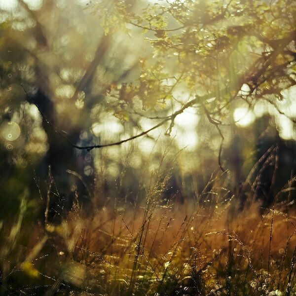 Oer-Wout13 (600x600, 382Kb)