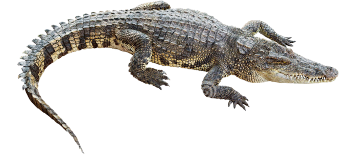wildlife-crocodile-isolated-white-38110733  (700x310, 204Kb)