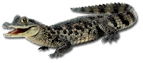  (143x63, 15Kb)