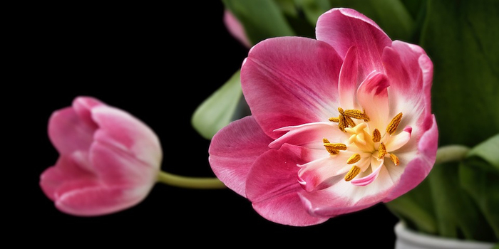 tulip-193354_960_720 (700x350, 157Kb)