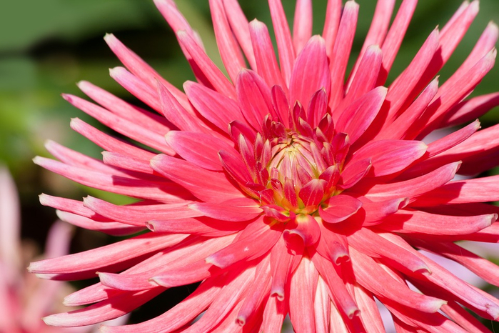 dahlias-453162_960_720 (700x466, 409Kb)