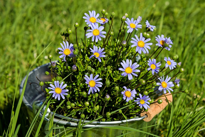 daisies-2209084_960_720 (700x466, 464Kb)