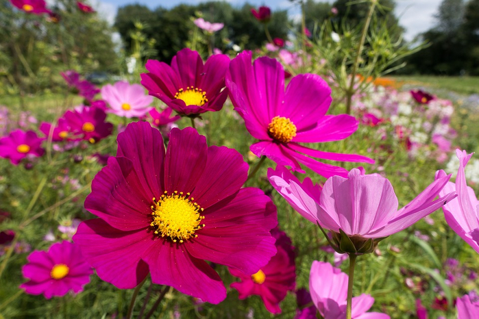 cosmea-2628206_960_720 (700x466, 411Kb)