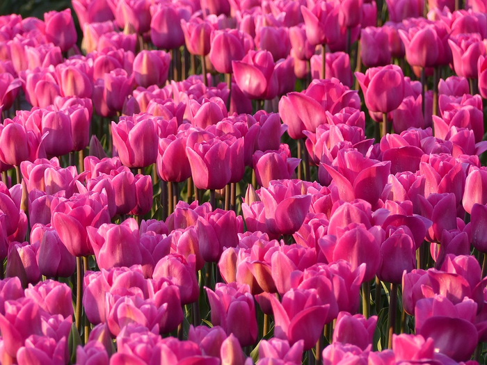 tulips-2468565_960_720 (700x525, 497Kb)