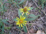  P7010131 (700x523, 503Kb)