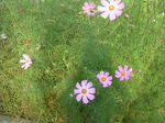  P7010133 (700x523, 666Kb)