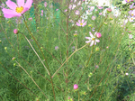  P7010135 (700x523, 669Kb)
