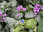  P7090178 (700x523, 475Kb)