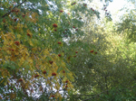  P7090180 (700x523, 680Kb)