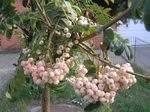  P7090182 (700x523, 525Kb)