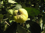  P7090184 (700x523, 418Kb)