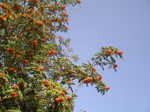  P7090185 (700x523, 568Kb)