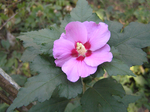  P7130011 (700x523, 487Kb)