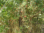  P7130018 (700x523, 731Kb)