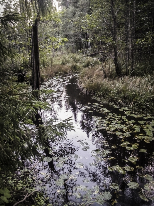 4213829_222 (525x700, 361Kb)