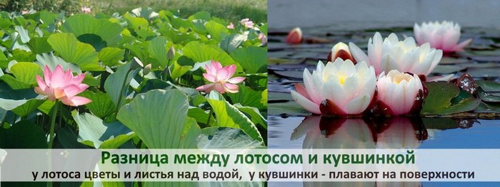 3109898_Lotoskyvshinka_1 (700x263, 63Kb)