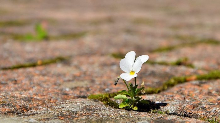 White-Flowers (700x393, 53Kb)