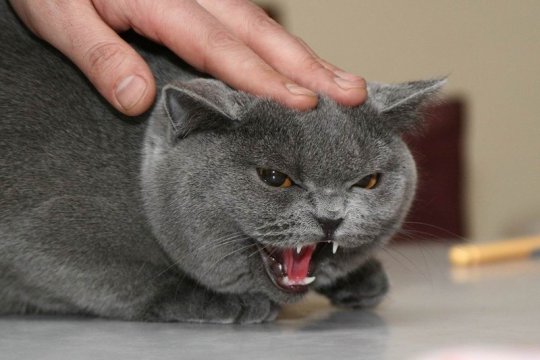 4514057_137718169267 (540x360, 34Kb)
