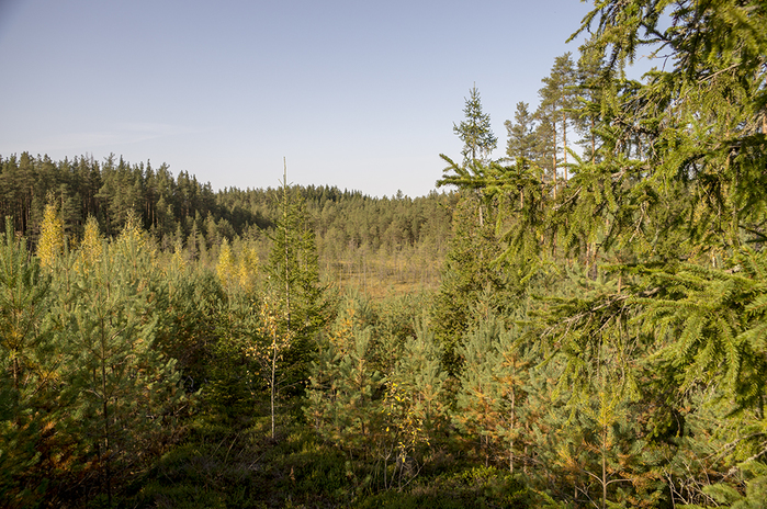 4213829__DSC8575 (700x464, 480Kb)