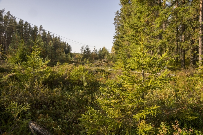 4213829__DSC8579 (700x465, 332Kb)