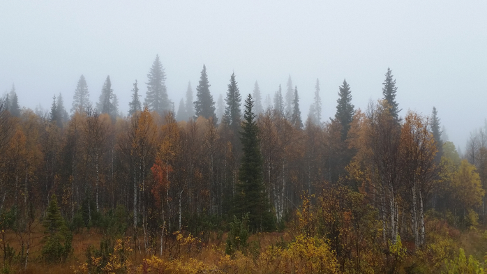 20170929_094921 (700x393, 266Kb)