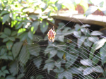  P7140005 (700x523, 453Kb)