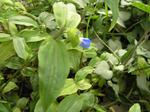  P7140052 (700x523, 465Kb)