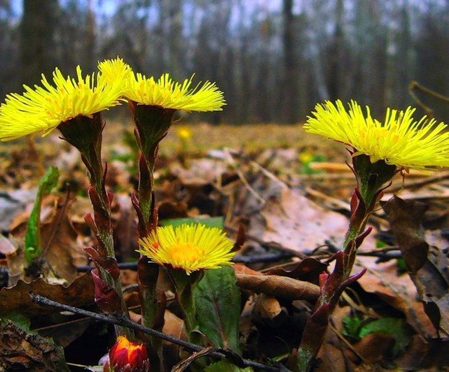 Картинки мать и мачеха весной