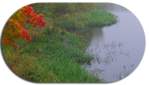  the-fog-2723356_960_720 (307x175, 98Kb)