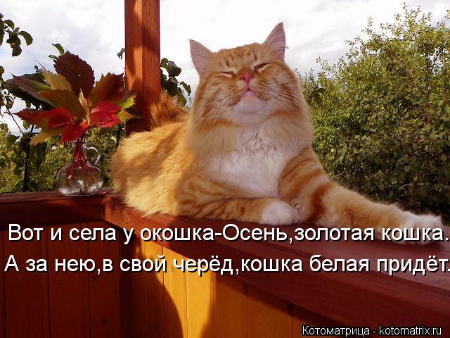 http://img0.liveinternet.ru/images/attach/d/0/137/565/137565172_kotomatritsa__B.jpg