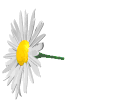 4059776_romashka_malenkaya (50x39, 7Kb)/4059776_romashka (120x61, 15Kb)/4059776_Romashka (133x100, 46Kb)