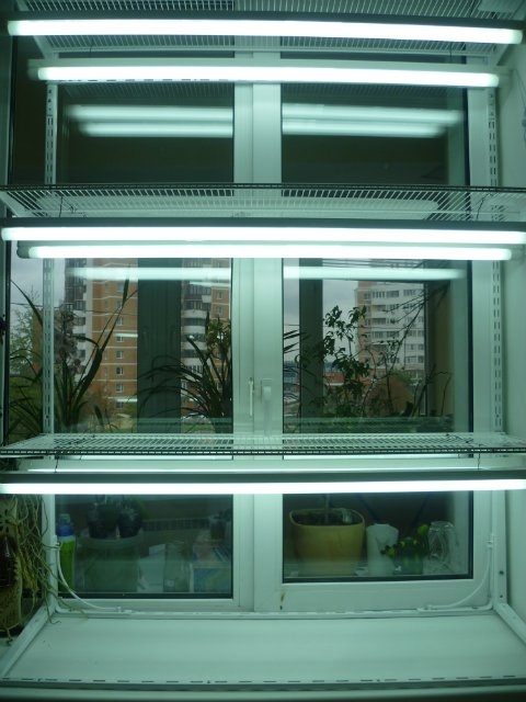 окно приспособленное для орхидей (480x640, 222Kb)