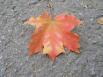  P7220002 (700x523, 535Kb)