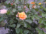  P7220006 (700x523, 521Kb)